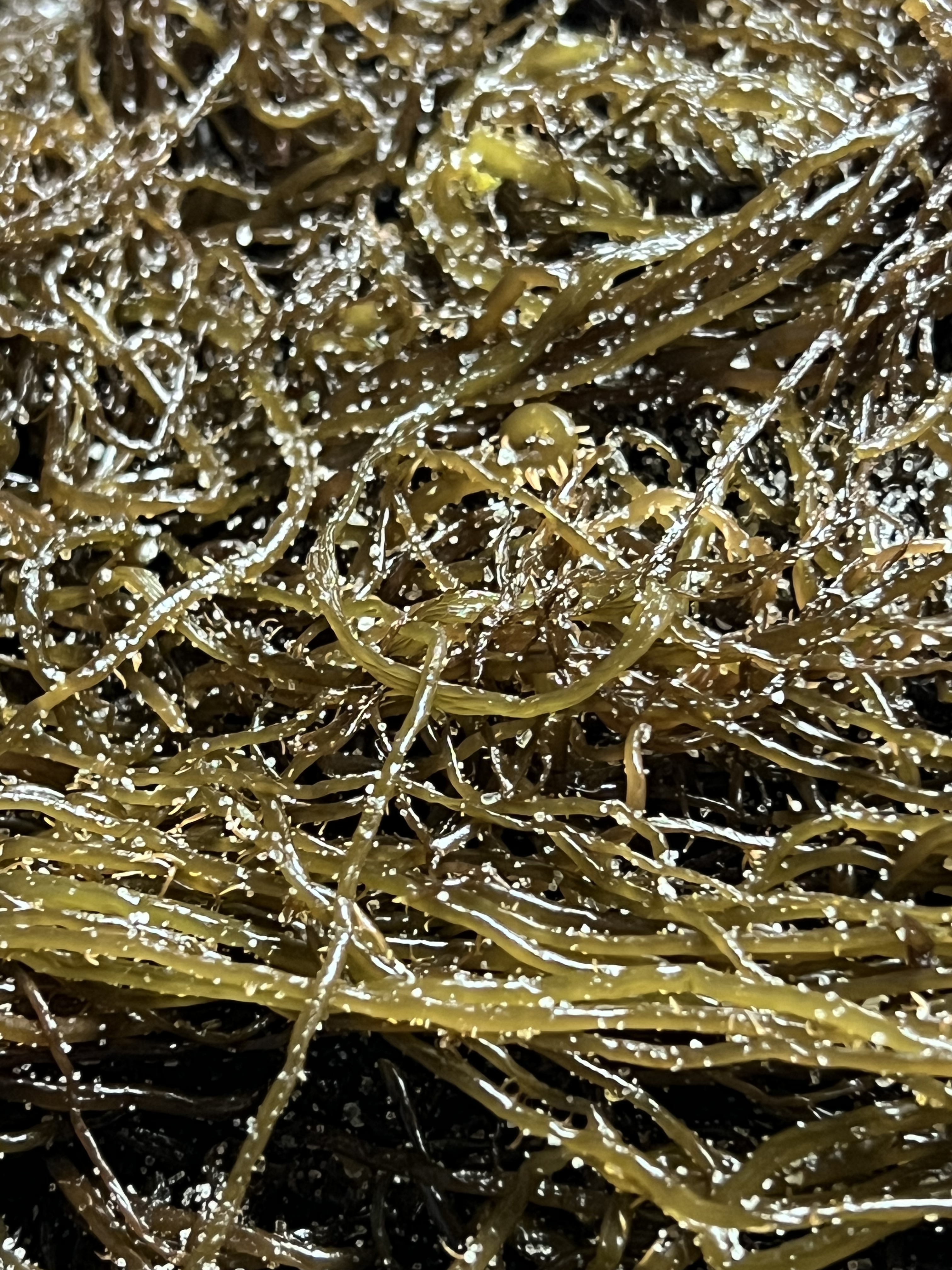 전라도 완도 청정지역 꼬시래기 부드러운 간단한반찬 햇 고급 산모 1kg 5kg 10kg - 메인 이미지