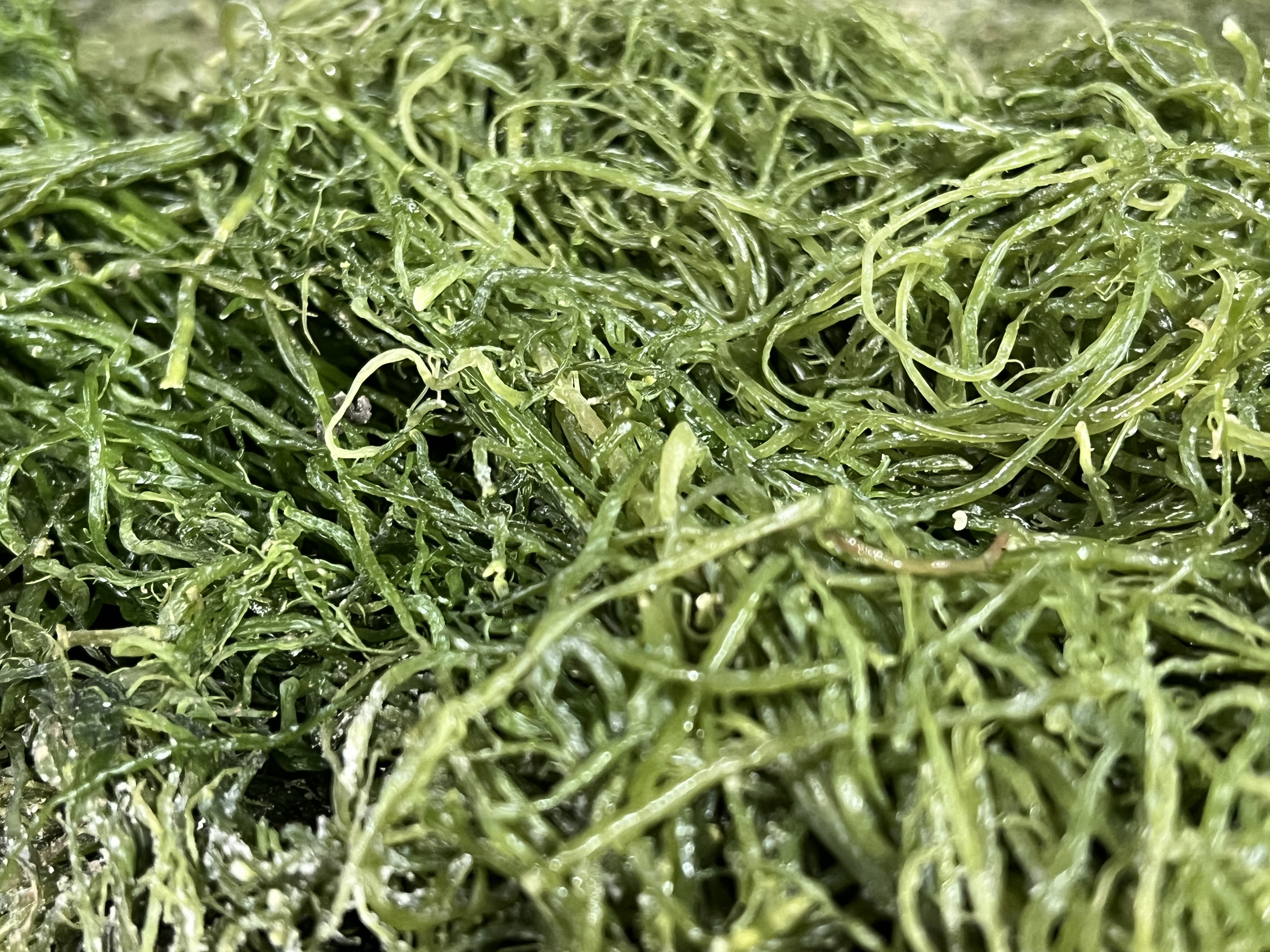 전라도 완도 청정지역 청꼬시래기 부드러운 간단한반찬 햇 고급 산모 1kg 5kg 10kg - 메인 이미지