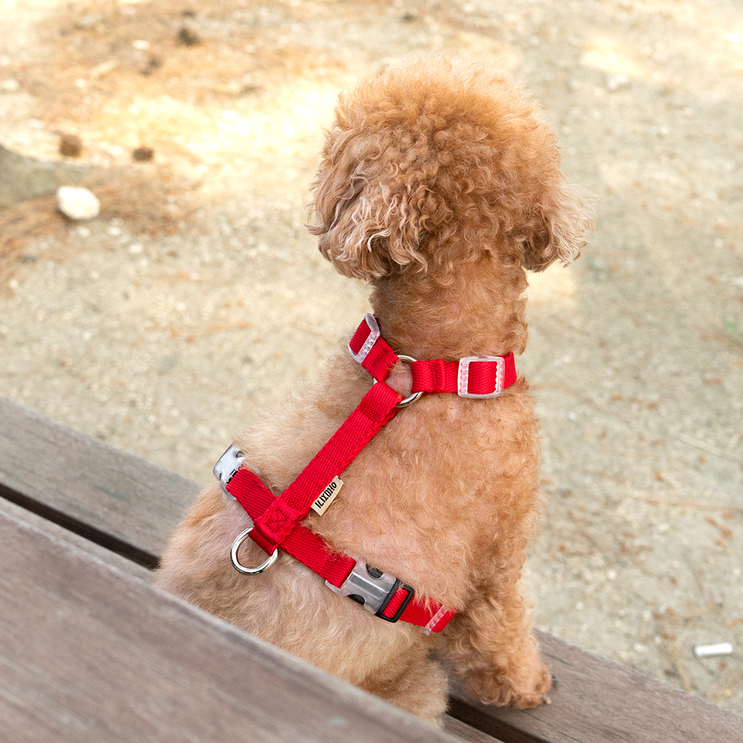 강아지 하네스 소형견 가슴줄 앞섬방지 H형 중형견 대형견 XS