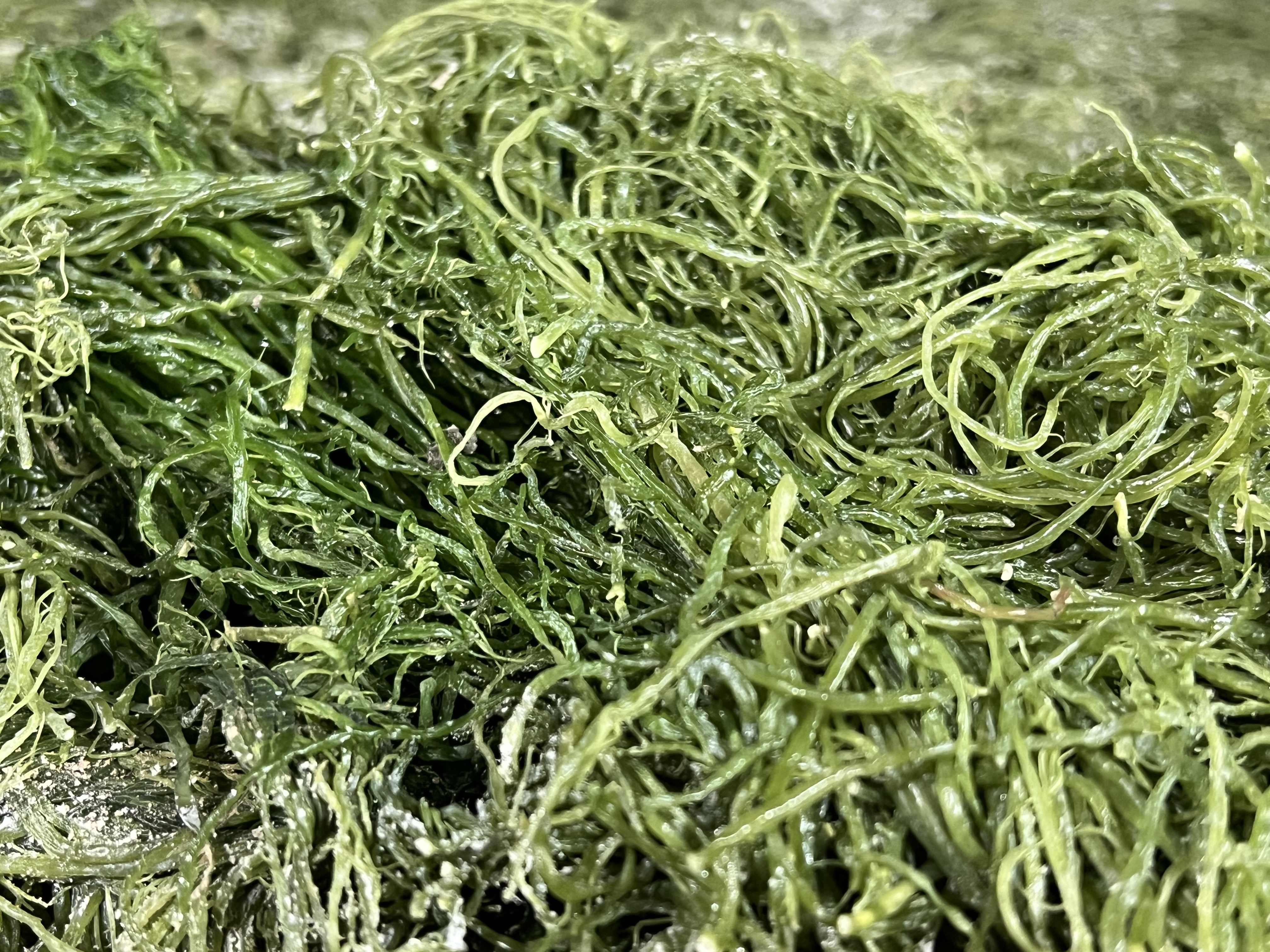 전라도 완도 청정지역 청꼬시래기 부드러운 간단한반찬 햇 고급 산모 1kg 5kg 10kg - 상세 이미지 5
