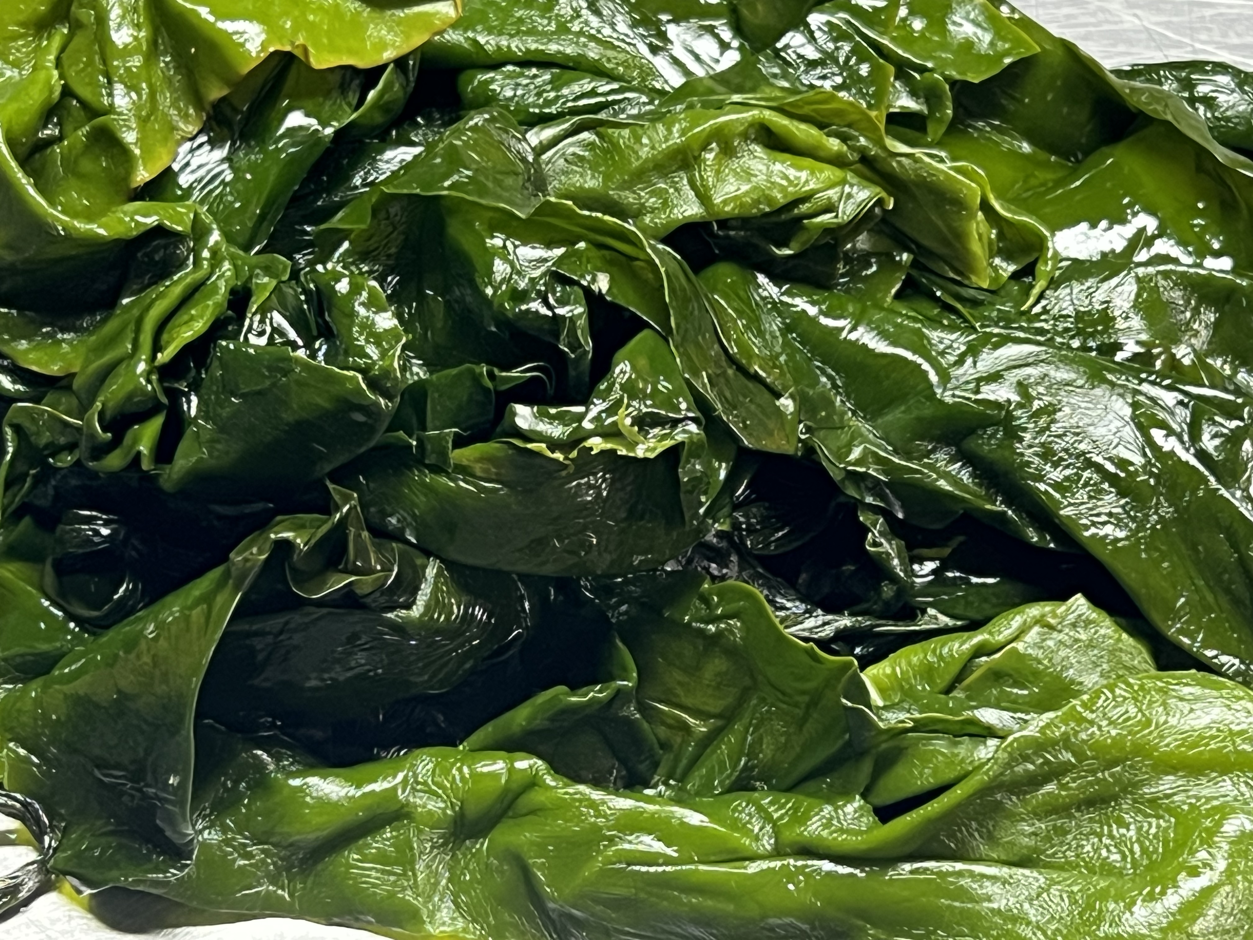 전라도 완도 청정지역 쌈다시마 부드러운 간단한반찬 햇 고급 산모 1kg 5kg 10kg - 메인 이미지