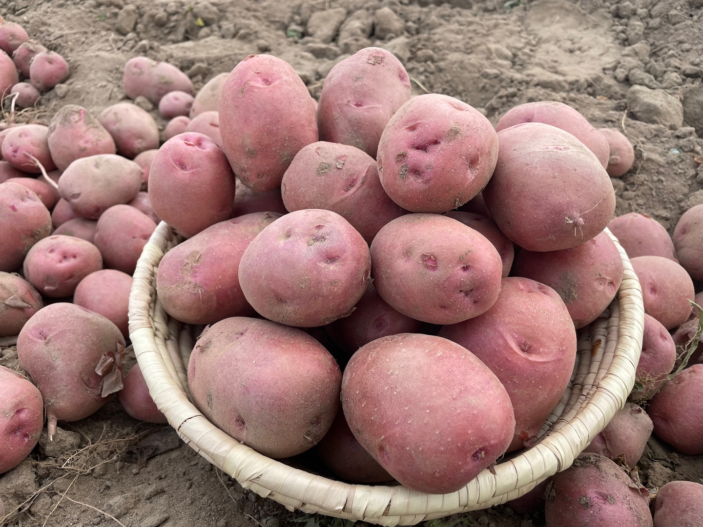 25년 햇 설봉감자 홍감자 수미 두백 카스테라 포슬포슬 왕특 1.5kg~10kg - 상세 이미지 4