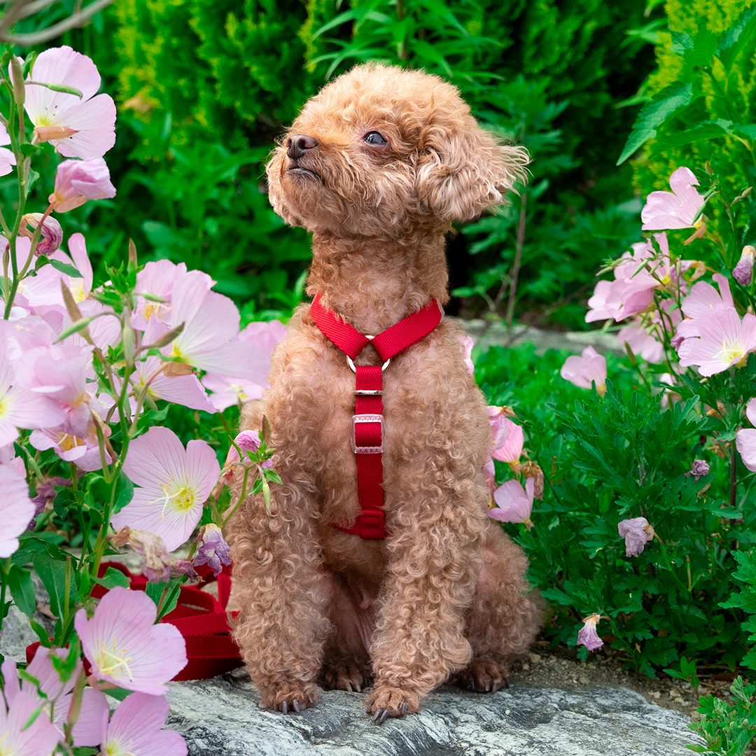 강아지 하네스 소형견 가슴줄 앞섬방지 H형 중형견 대형견 XS