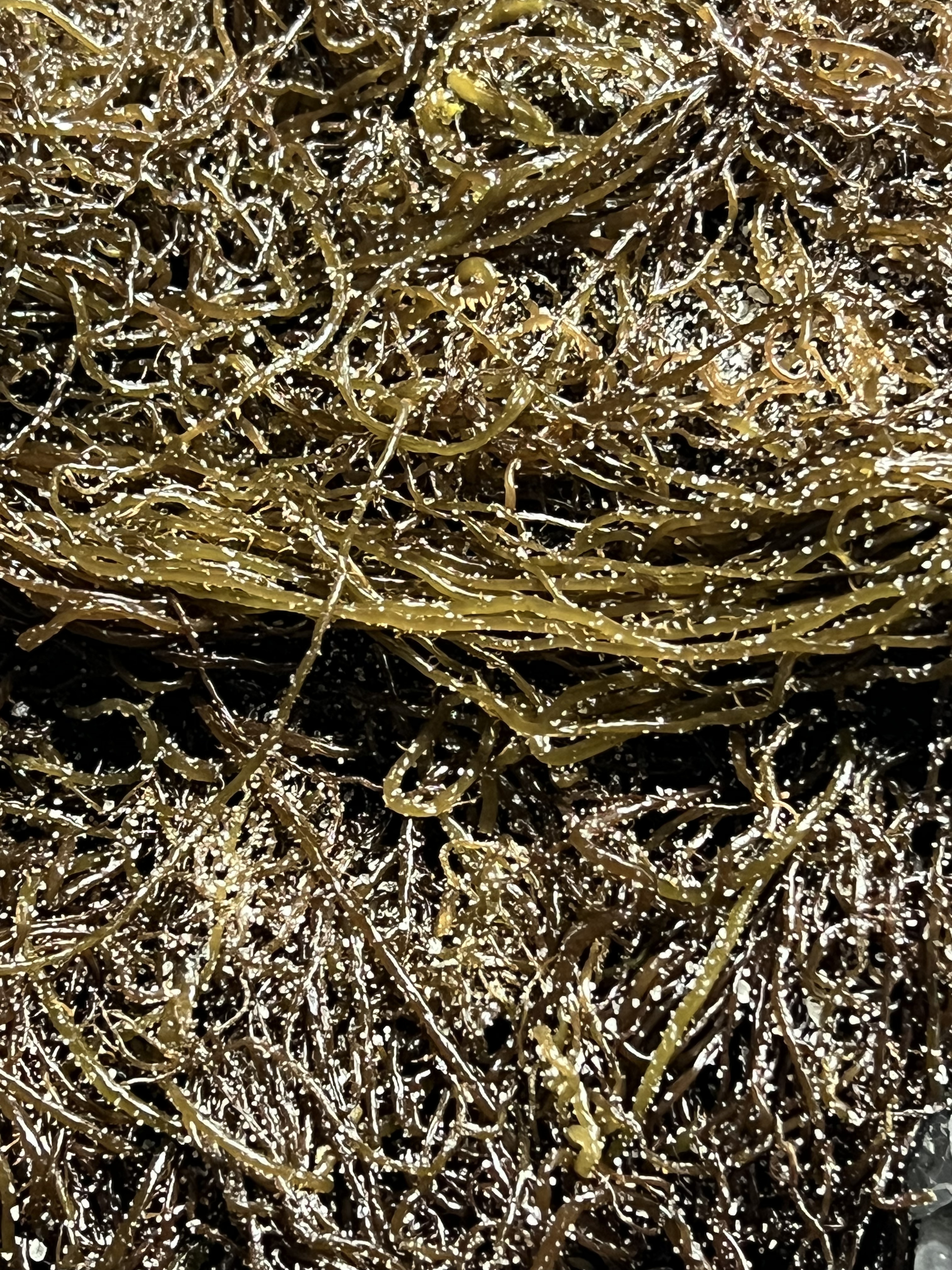 전라도 완도 청정지역 꼬시래기 부드러운 간단한반찬 햇 고급 산모 1kg 5kg 10kg - 상세 이미지 2