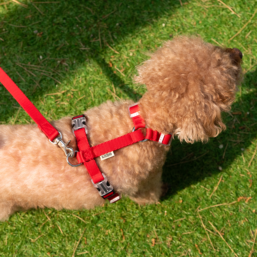 강아지 하네스 소형견 가슴줄 앞섬방지 H형 중형견 대형견 XS