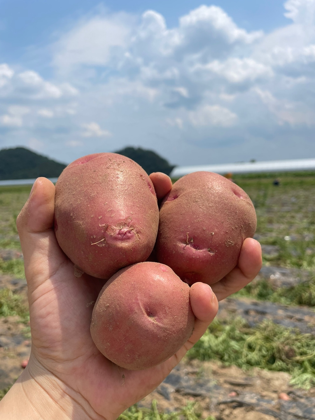 25년 햇 설봉감자 홍감자 수미 두백 카스테라 포슬포슬 왕특 1.5kg~10kg - 상세 이미지 3