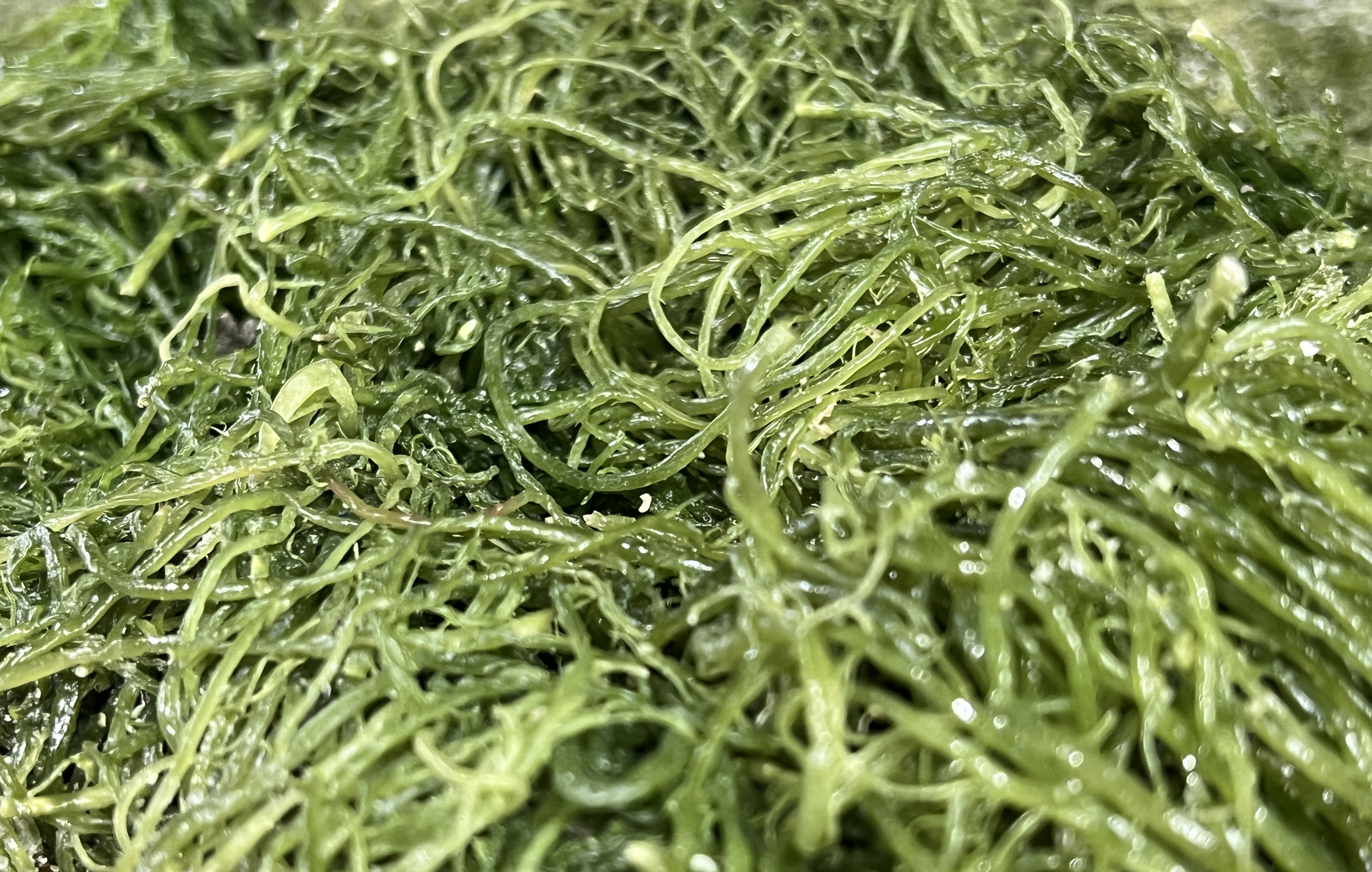 전라도 완도 청정지역 청꼬시래기 부드러운 간단한반찬 햇 고급 산모 1kg 5kg 10kg - 상세 이미지 2