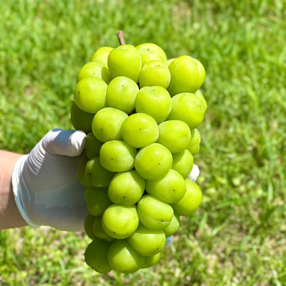 샤인머스켓 고당도 제철 씨없는 망고포도 김천 당일수확 산지직송 추석 선물세트