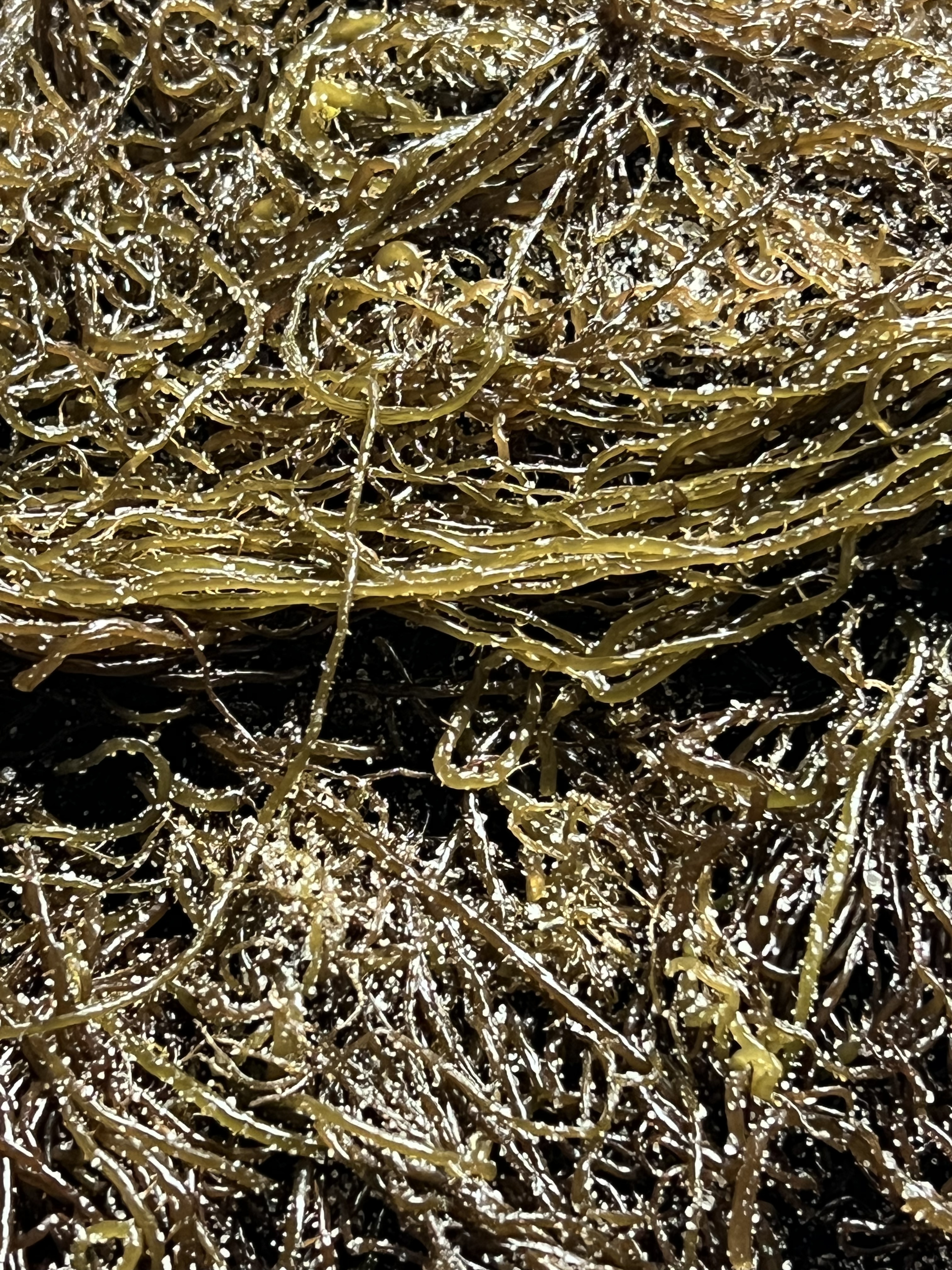 전라도 완도 청정지역 꼬시래기 부드러운 간단한반찬 햇 고급 산모 1kg 5kg 10kg - 상세 이미지 3