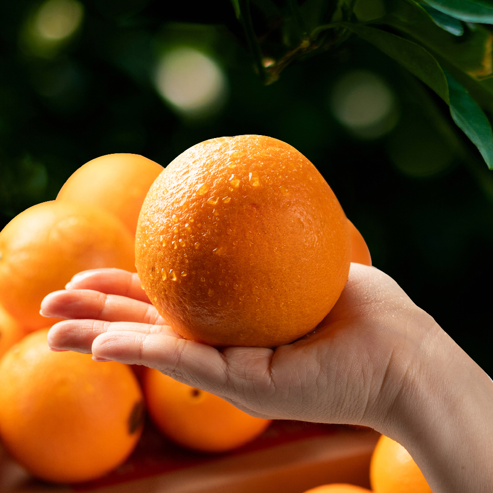 고당도 프리미엄 오렌지