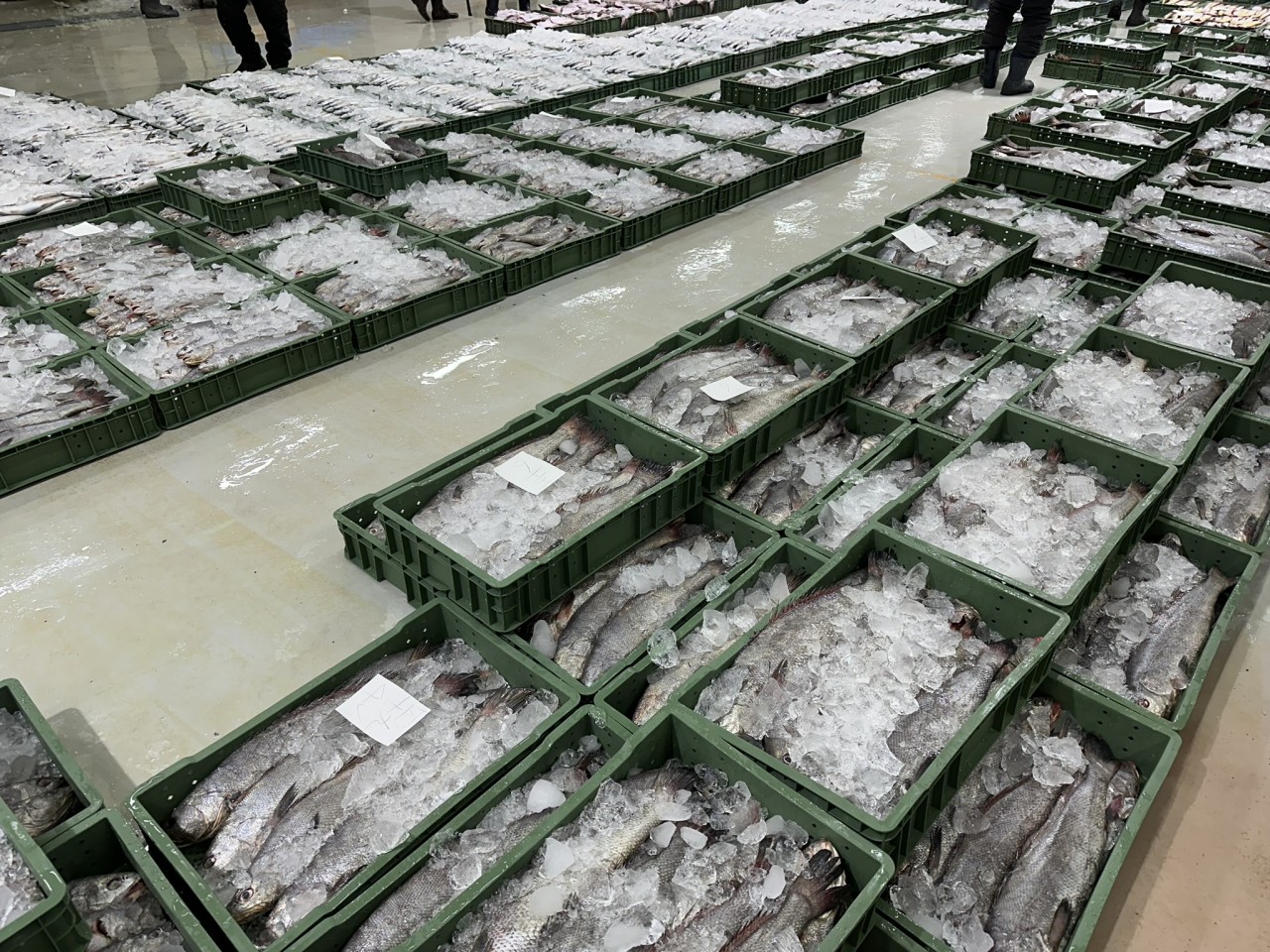 여수 목포 해풍 반건조 민어4미/국내산 자연산 민어/해풍건조 여름 보양식 - 상세 이미지 3