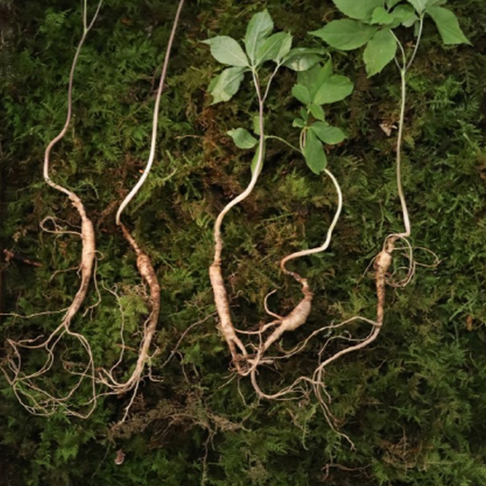 산담 산양삼 12년~14년 장뇌삼 산양산삼 3뿌리