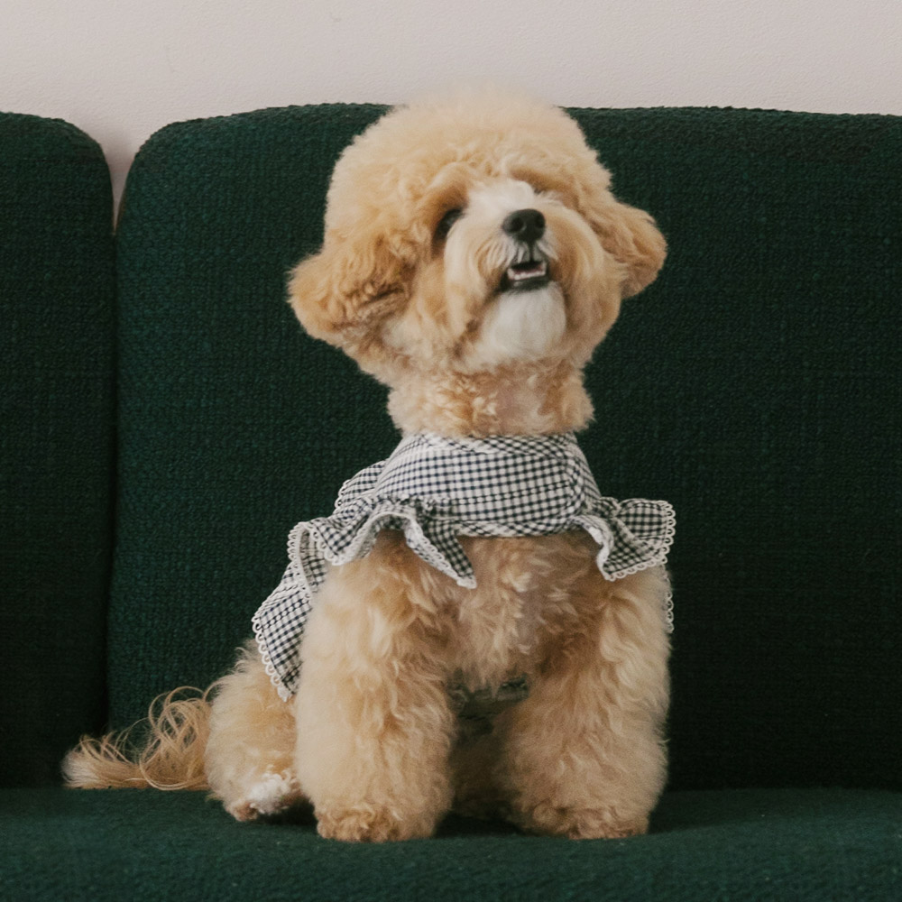 강아지 하네스옷 가슴줄 소형견 하네스 하이디 이미지 2