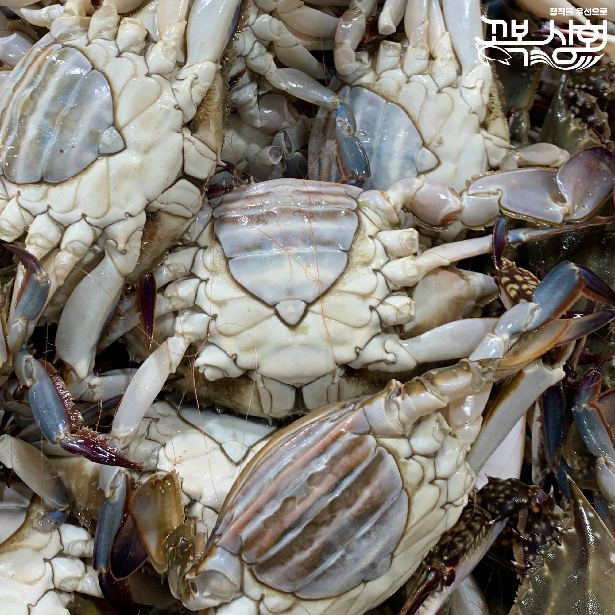 25년 5월 조업 알배기 연평도 암꽃게 1kg 10kg 급냉 제철 살과 알이 게딱지까지 [꼬복상회]