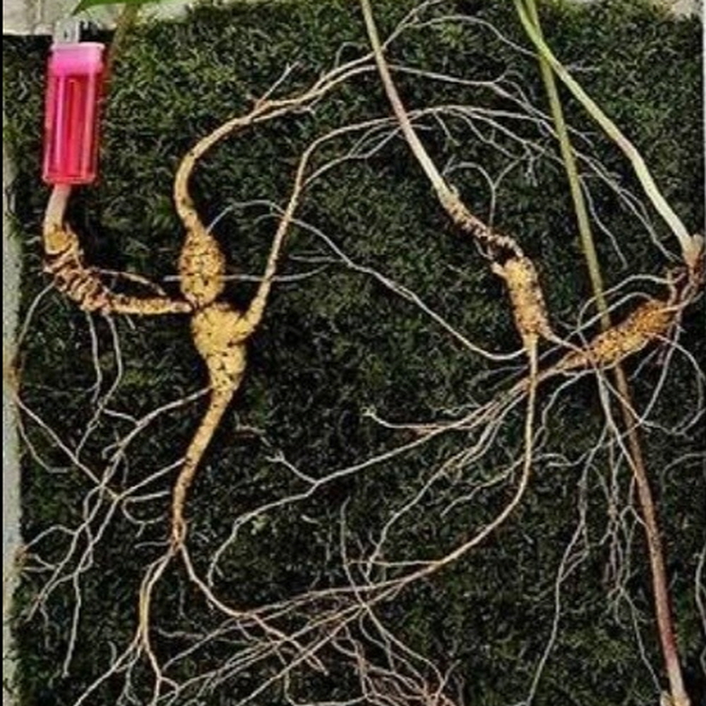 산담 산양삼 12년~14년 산양산삼 3뿌리 - 상세 이미지 5