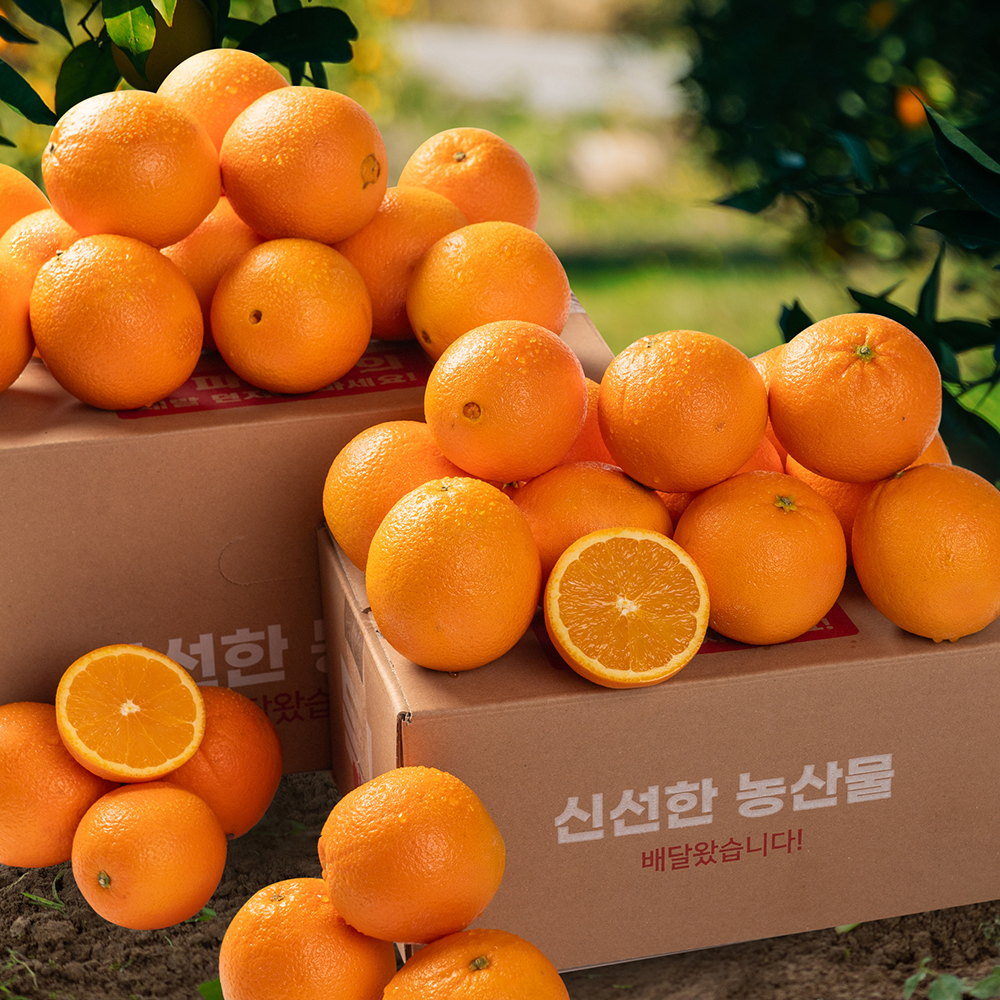 고당도 오렌지 오렌지 추천 오렌지 선택법 프리미엄 오렌지 신선한 오렌지