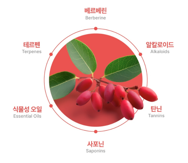 매자나무열매가루 분말 베르베린 알파 베르베리 내돈내산 60정 - 상세 이미지 5