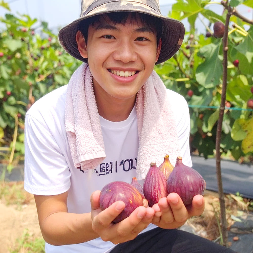 당일수확 영암 고당도 무화과 홍무화과 청무화과 생무화과 500g 1kg 가격 추이 열정농부 당일수확 영암 고당도 무화과 홍무화과 청무화과 생무화과 500g 1kg - 최저가 13,900원