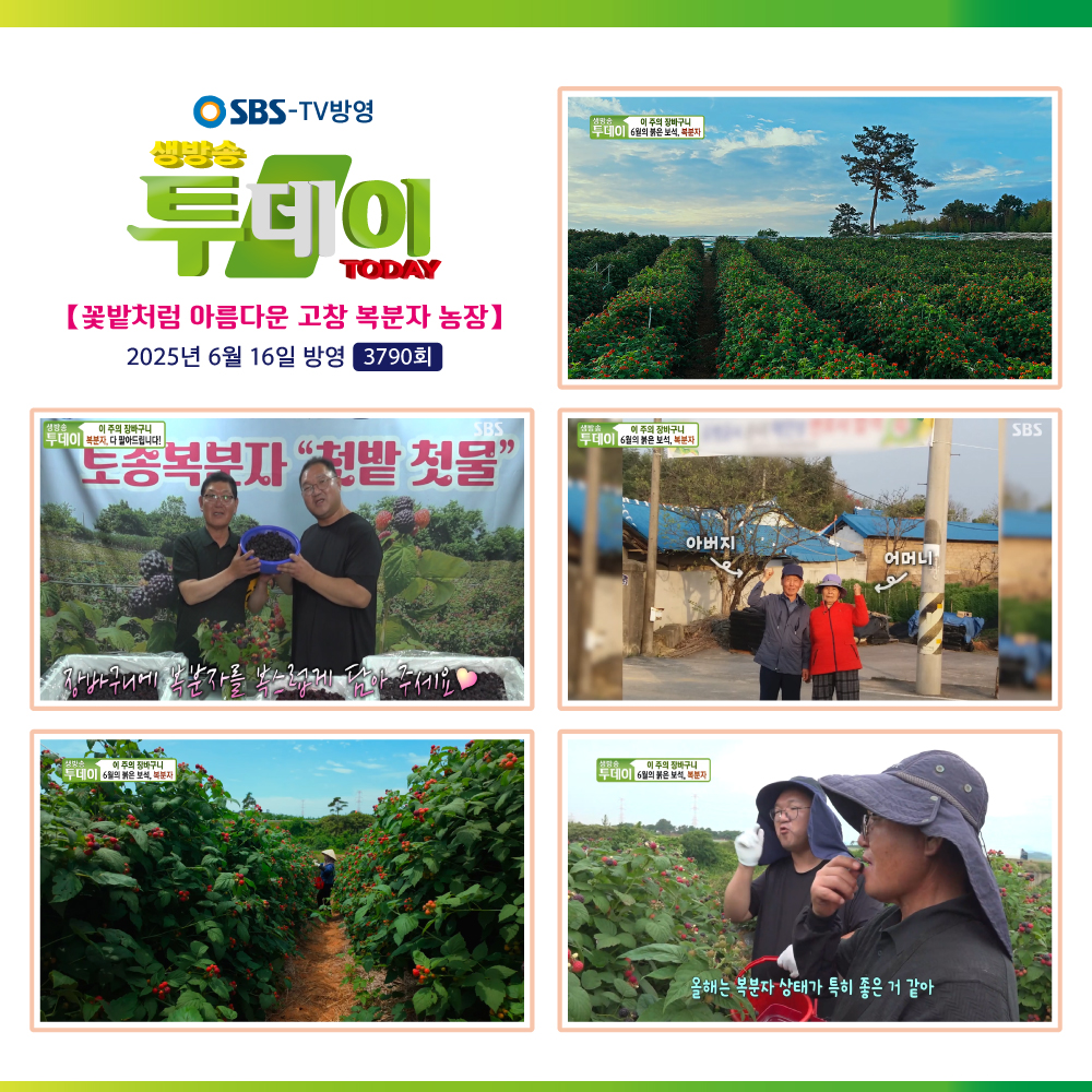 ［고창농장직영］THE 복분자 엑기스세트+생즙 원액+탄산수 900ml, 3개 - 상세 이미지 2