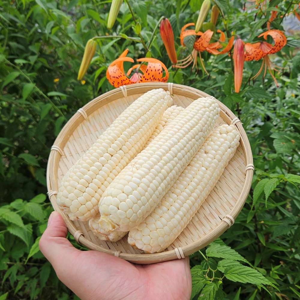 강원도햇옥수수 찰옥수수30개 당일수확 햇찰옥수수 미백2호 국산햇옥수수 찰옥수수제철 생옥수수