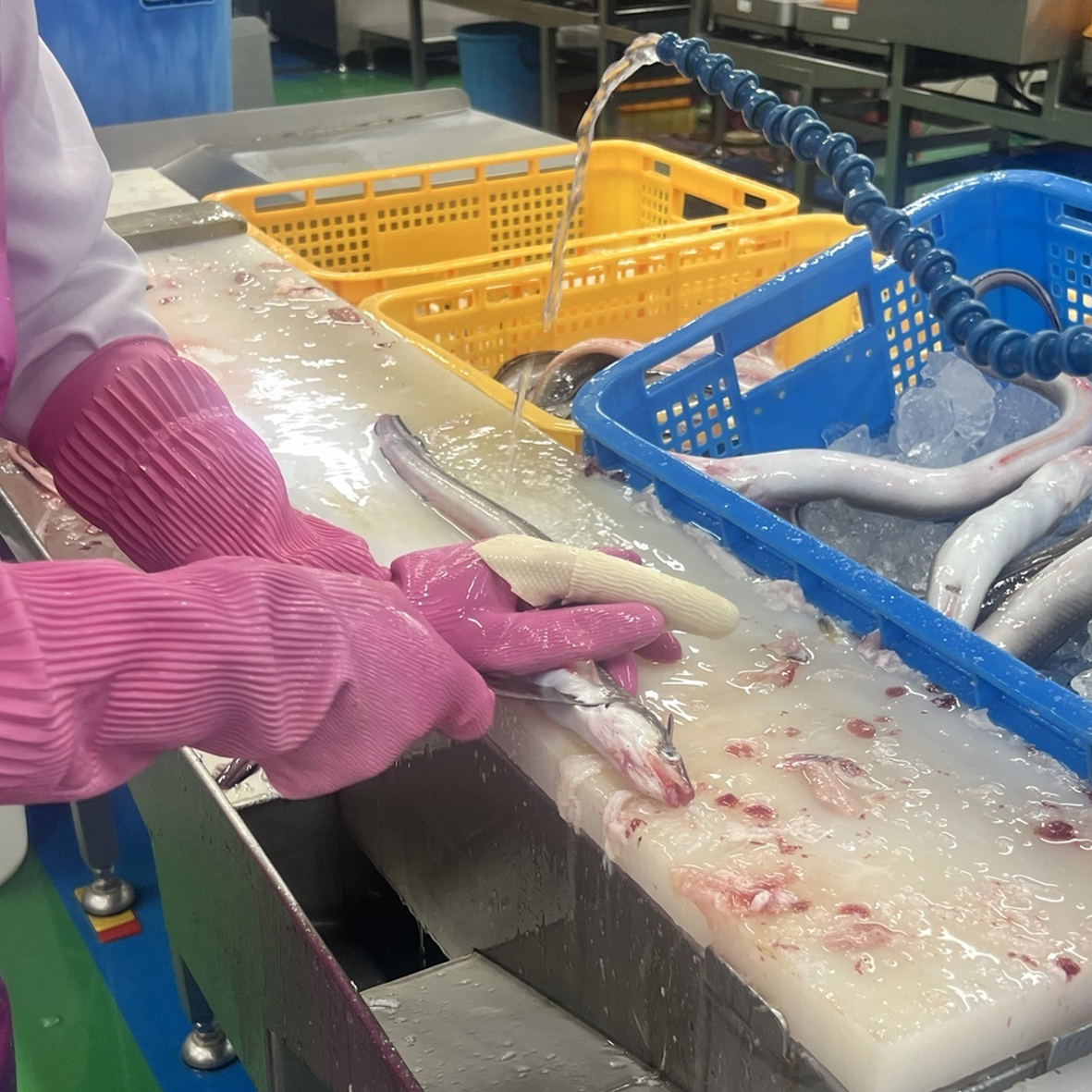 통영 자연산 통실바다장어 손질세척 양념소스2포함 1kg 2-3미 단독하새 이미지 7