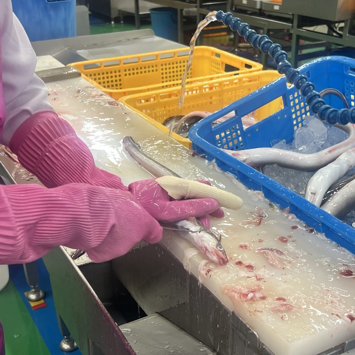 통영 자연산 통실바다장어 손질세척 양념소스2포함 1kg 2-3미 단독하새 이미지 8