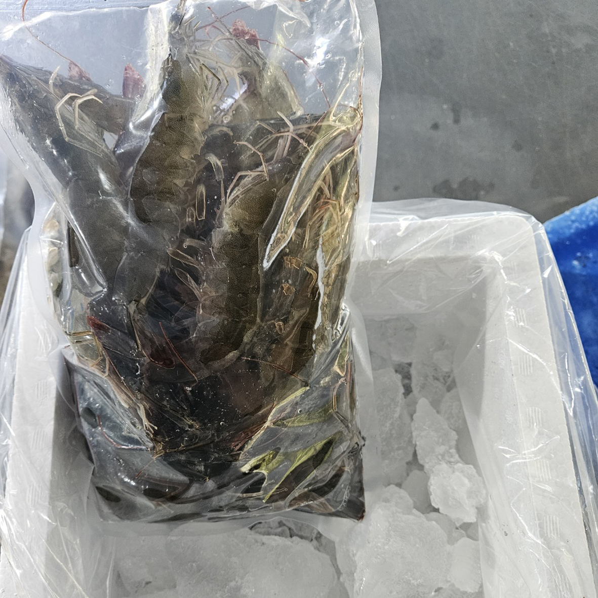 노지 통통활새우 흰다리새우 1kg 30-34미내외 - 상세 이미지 5