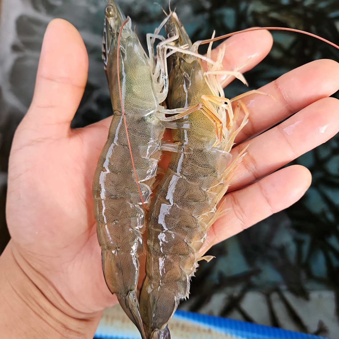 노지 통통활새우 흰다리새우 1kg 30-34미내외 - 상세 이미지 4