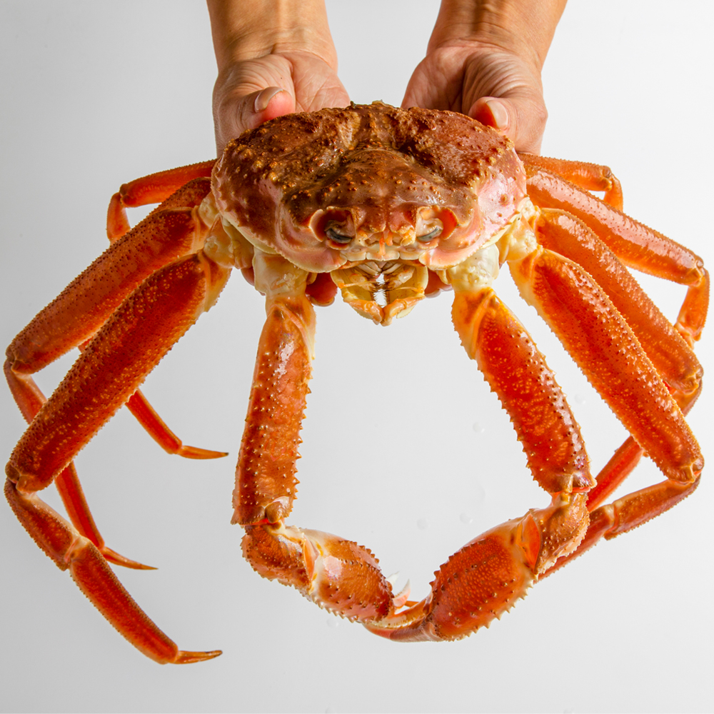 수라한상 제철 러시아 박달 자숙 마가단 스노우 크랩 대게 3kg