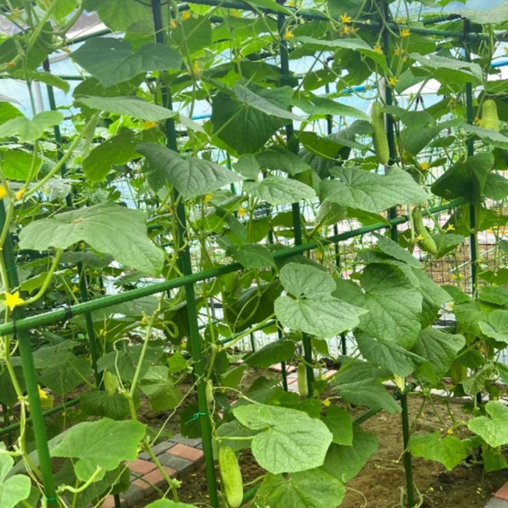 조립식파이프 철사 지지대 A. 11 지름 길이 75x 너비 60x 높이, A. 매우 큽니다 이미지 6