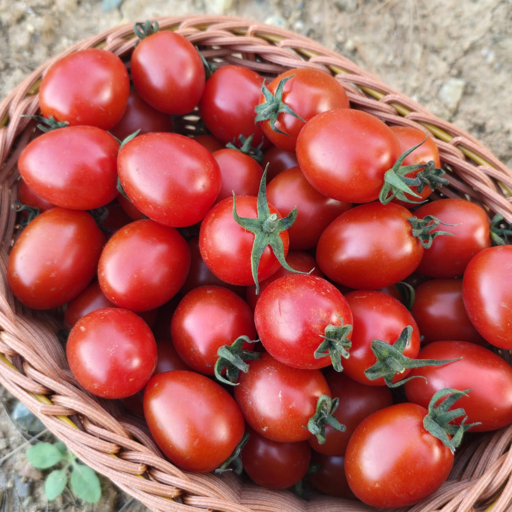 (빅딜) 고당도 대추방울 토마토-3kg 외 - 상세 이미지 4