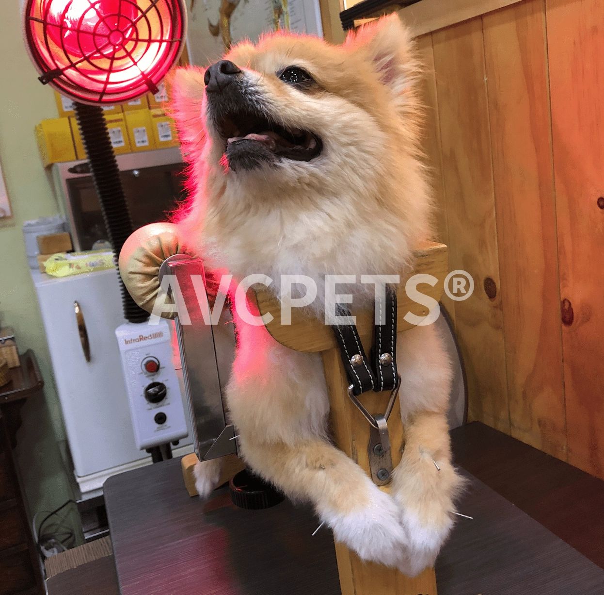 강아지 고정 받침대 미용 리프트 테이블 애견 셀프 보딩 프레임 세트 S 소형 1-10kg - 상세 이미지 5