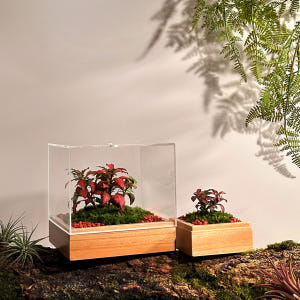 담초 큐브형 수공예 공기정화 테라리움 화분 반려 식물 플랜테리어 식물 기... 실사용 후기 | 효과 있을까? - 상품 이미지 3