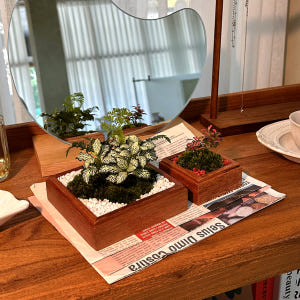 담초 큐브형 수공예 공기정화 테라리움 화분 반려 식물 플랜테리어 식물 기... 실사용 후기 | 효과 있을까? - 상품 이미지 2