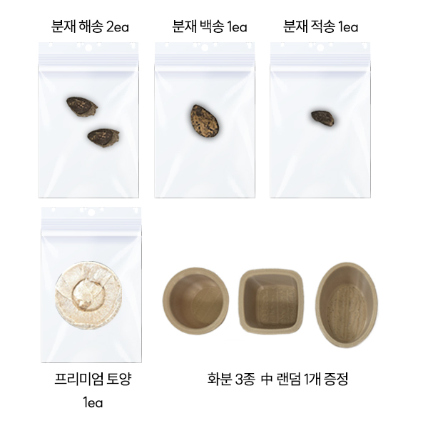 가챠 미니 분재 키우기 3종 식물 가챠 캡슐 토이 피규어 묘목 소나무 백송 적송 해송 키우기 유아삽묘 - 상세 이미지 2