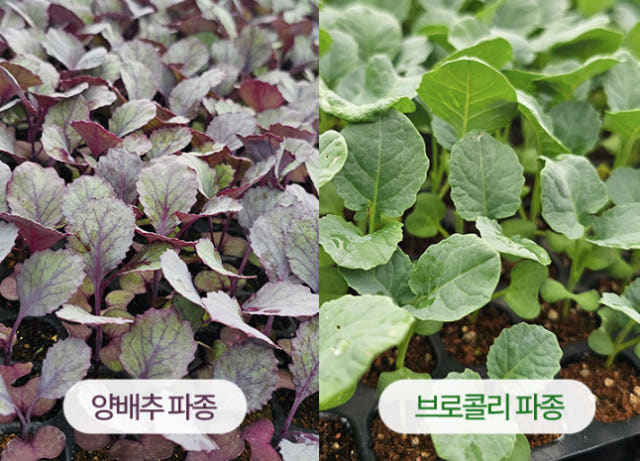 제주산 빨간 양배추브로콜리즙 1박스(75포) — 이런 고민, 혹시 있으셨나요?