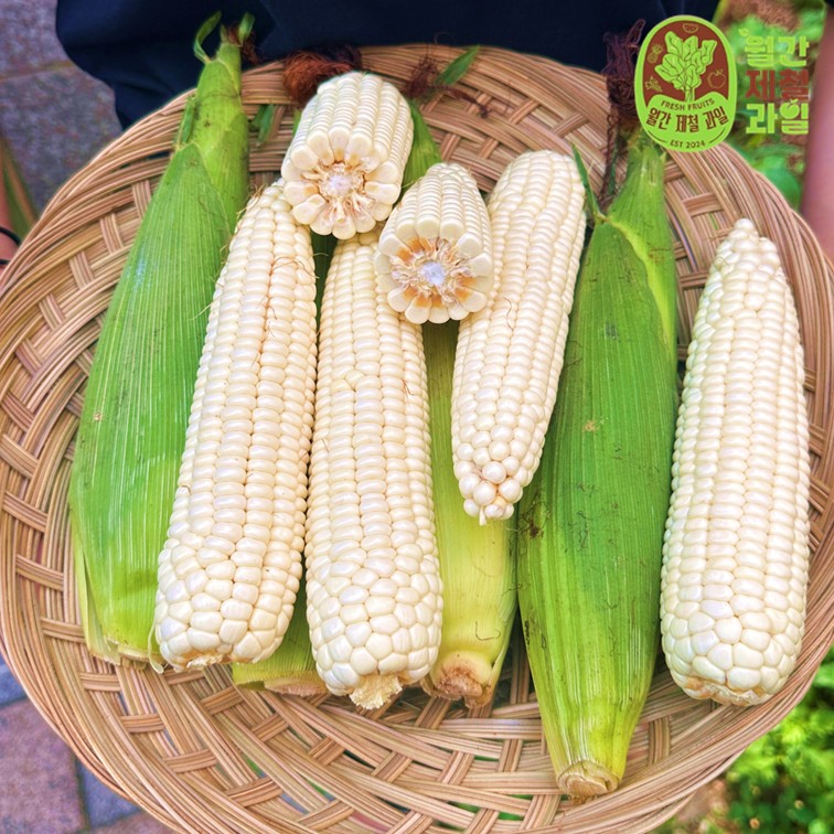 미흑찰옥수수 미백 찰옥수수 생옥수수 햇찰옥수수 햇옥수수 옥수수 흑찰옥수수