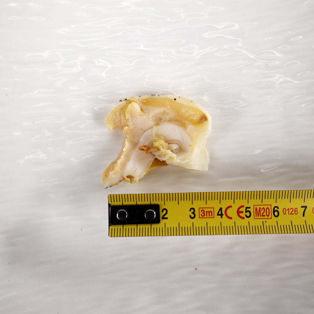 골뱅이 초무침 밀키트 350g 백골뱅이 무침 백고동 야채무침 이미지 6