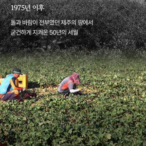 청룡농원 제주산 레드비트즙 110ml x 75포 맛있게 먹은 솔직 후기 - 상품 이미지 3