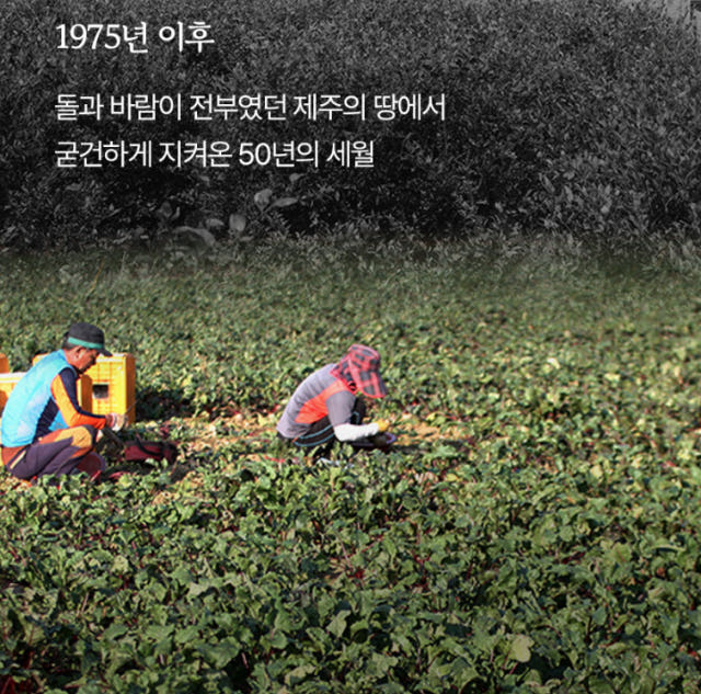 제주산 빨간 양배추브로콜리즙 1박스(75포) — 제주 청정 자연이 담긴 특별한 만남