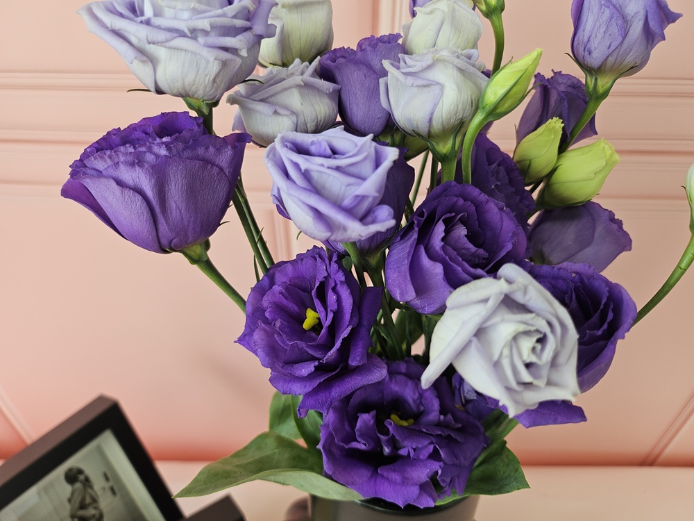 유스풀몰 리시안셔스 리시안 꽃 보라빛 반단 생화 택배 꽃다발 꽃배달 이미지 2