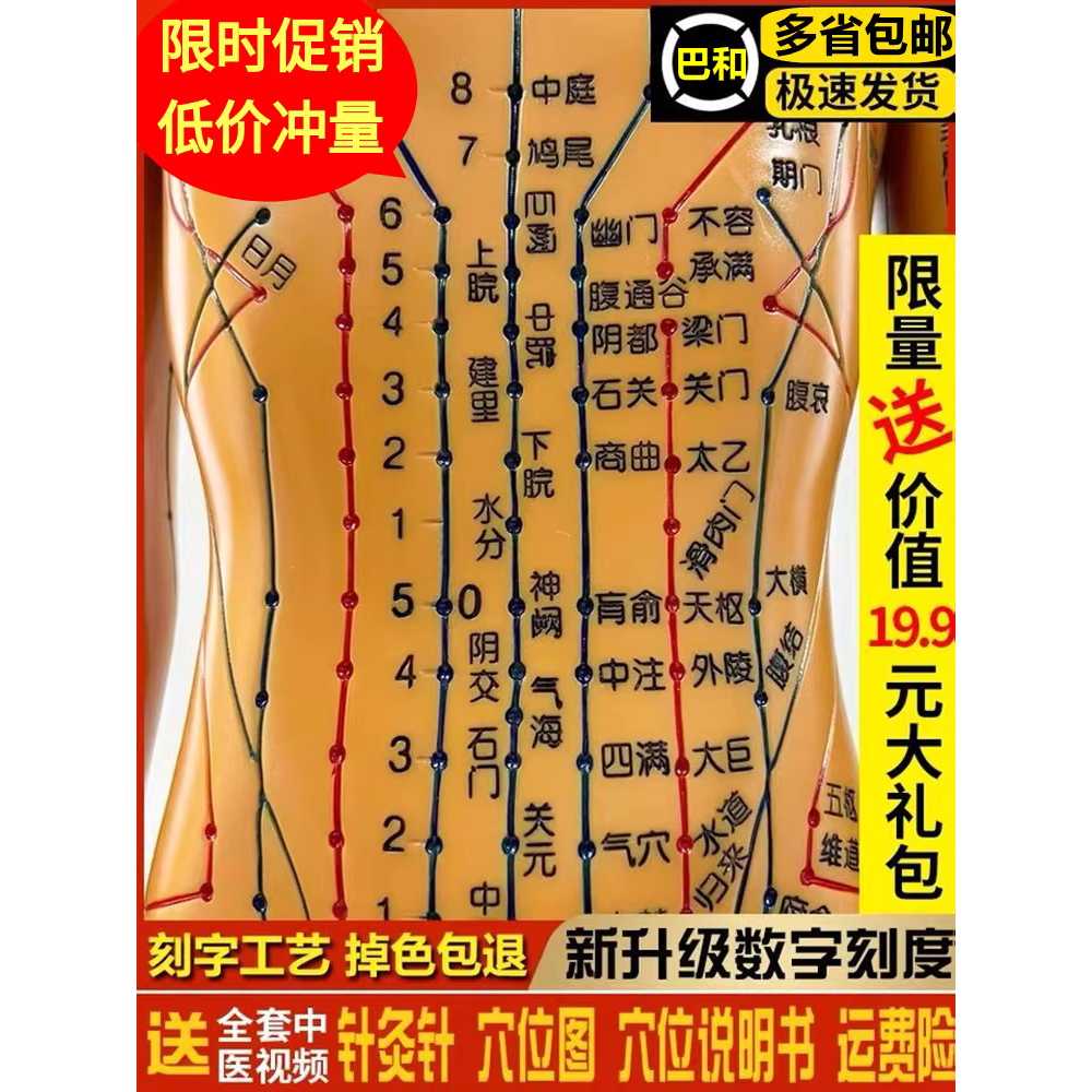 경혈 혈자리 인형 침술 한방 인체 모형 피규어 실습 구리 60cm 남자 - 상세 이미지 2