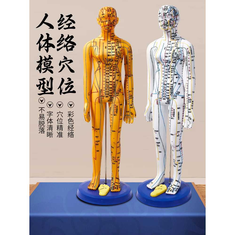 침술 모형 인형 경혈 표시 한의학 교육 혈자리 인체 60cm 하드 남자 - 상세 이미지 2