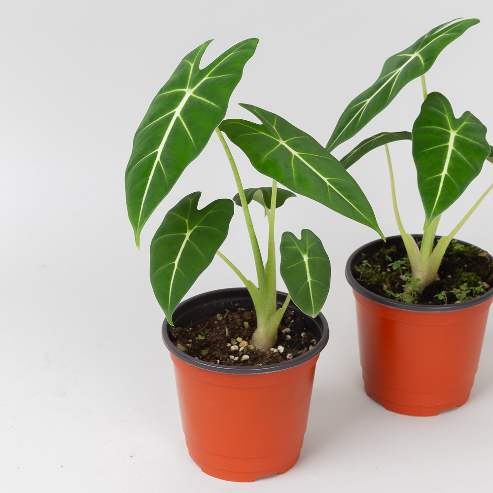 알로카시아 프라이덱 그린벨벳 키우기쉬운 반려식물 인테리어 음지 플랜테리어