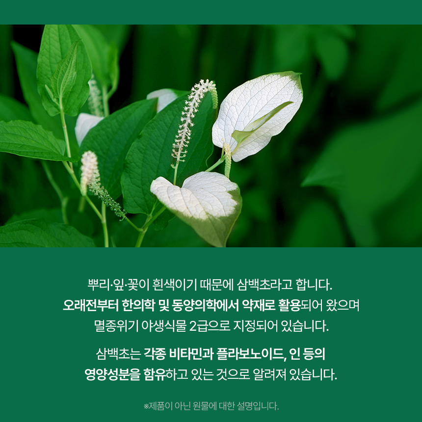 국산 삼백초 추출물 분말 복합정 60정 x 3개 - 상세 이미지 4
