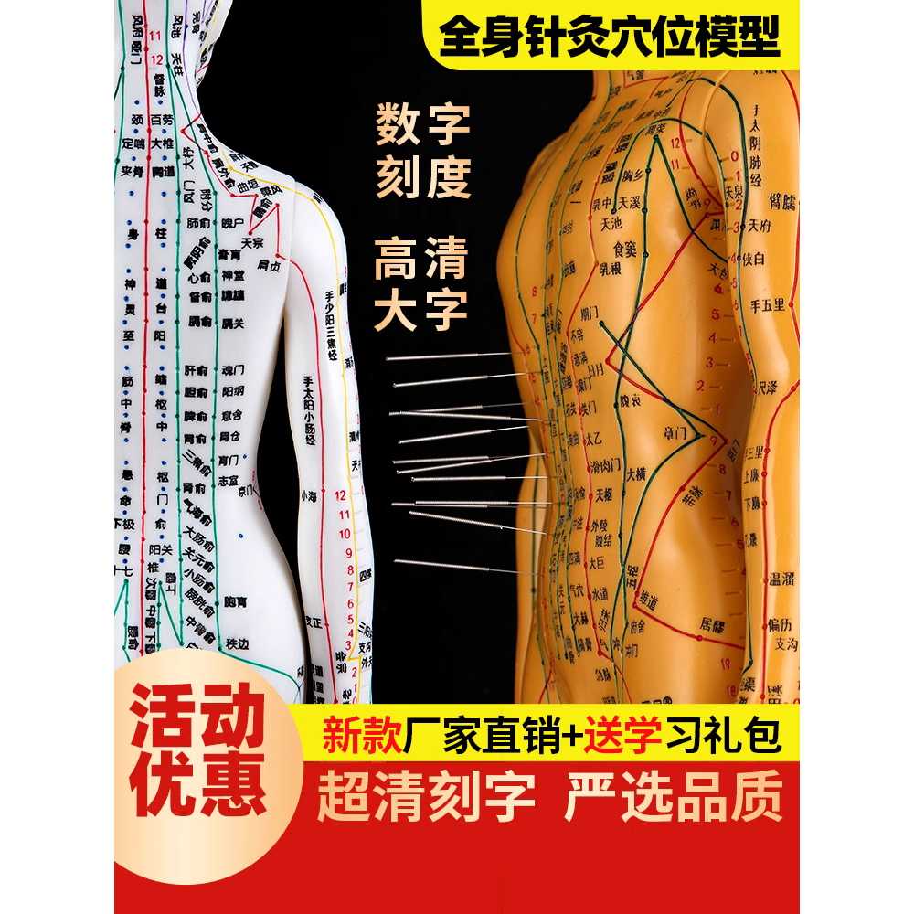 혈자리 인형 침술 교육 경혈 위치 표기 인체 모형 구리 남성 하드 몰드(디지털 위치 지정 포함) - 상세 이미지 2