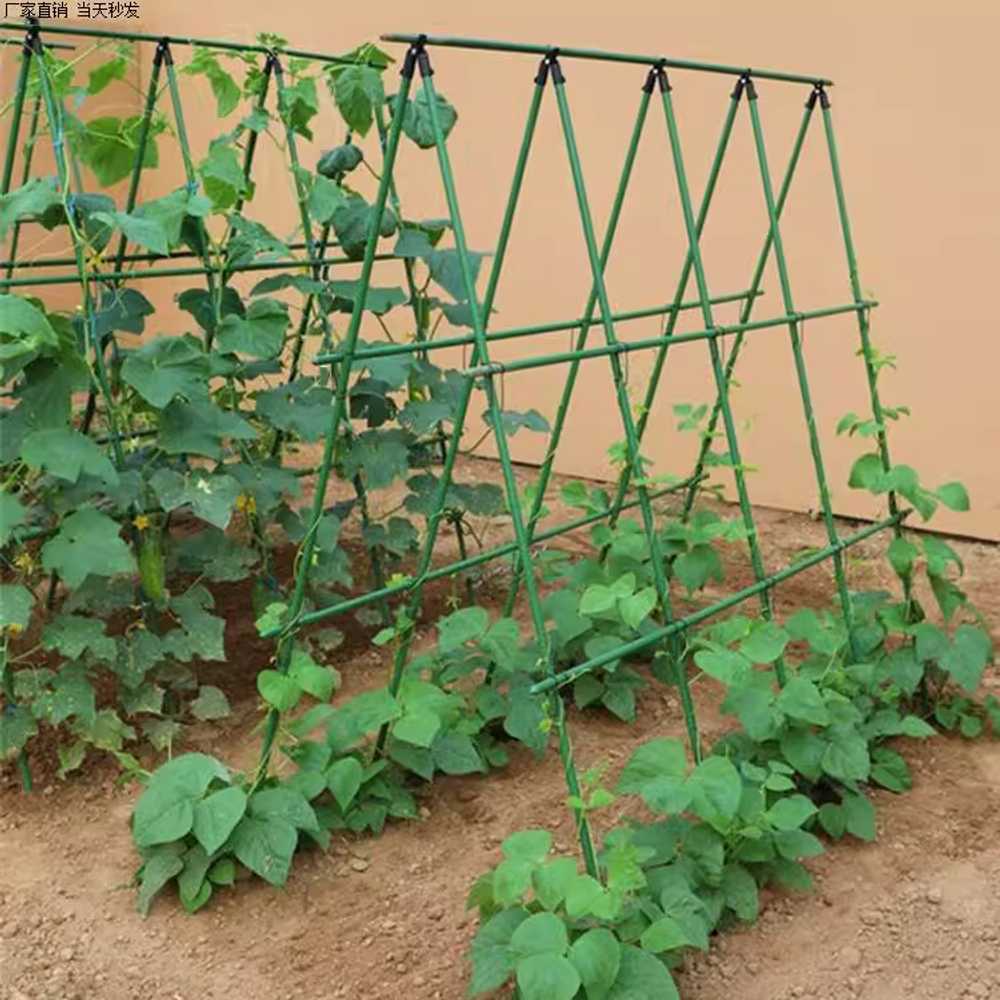 넝쿨지지대 DIY 화분 난초 농사용 오이 덩굴 토마토 300x210cm - 상세 이미지 2