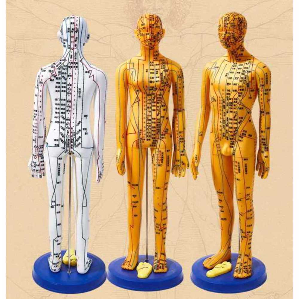 경혈 혈자리 인형 침술 한방 인체 모형 피규어 실습 구리 60cm 남자 - 상품 이미지