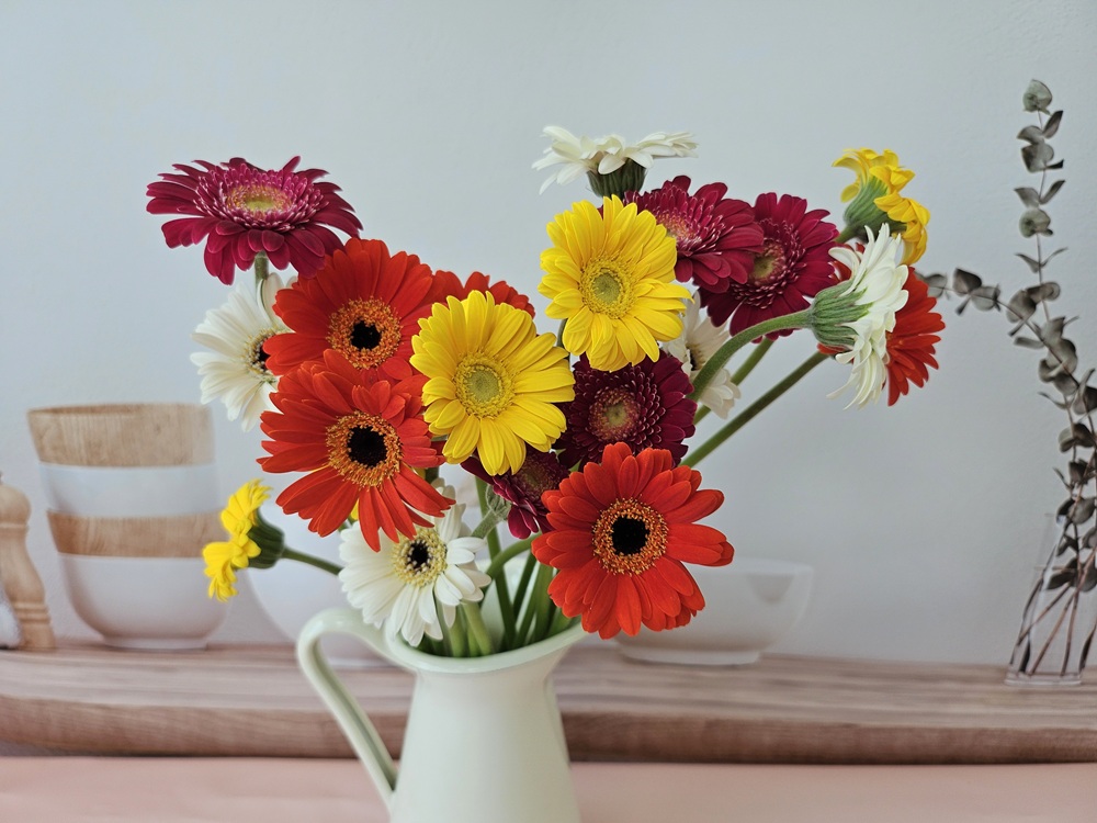 유스풀몰 미니거베라 파스텔 피콜리니 5송이 생화 택배 꽃 이미지 3