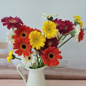 유스풀몰 미니거베라 파스텔 피콜리니 5송이 생화 택배 꽃 솔직 후기 | 실사용자 리뷰 분석 - 상품 이미지 3